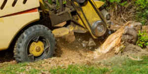best stump removal Adelaide Hills