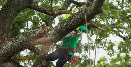 tree removal Adelaide Hills